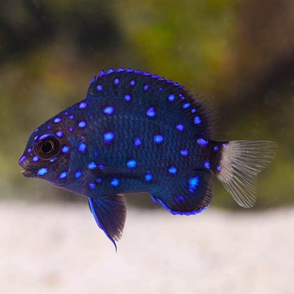 Bowtie Damselfish