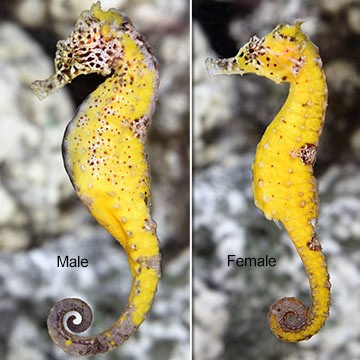 Dwarf Seahorse