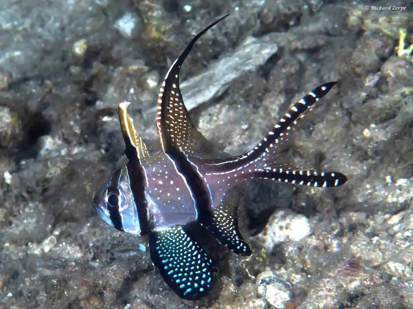 Bangaii Cardinalfish