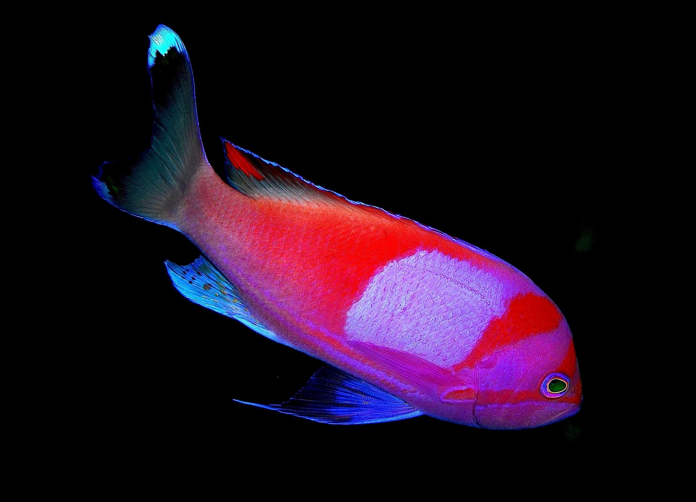 Charlene's Fairy Basslet