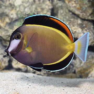 Japan Surgeonfish