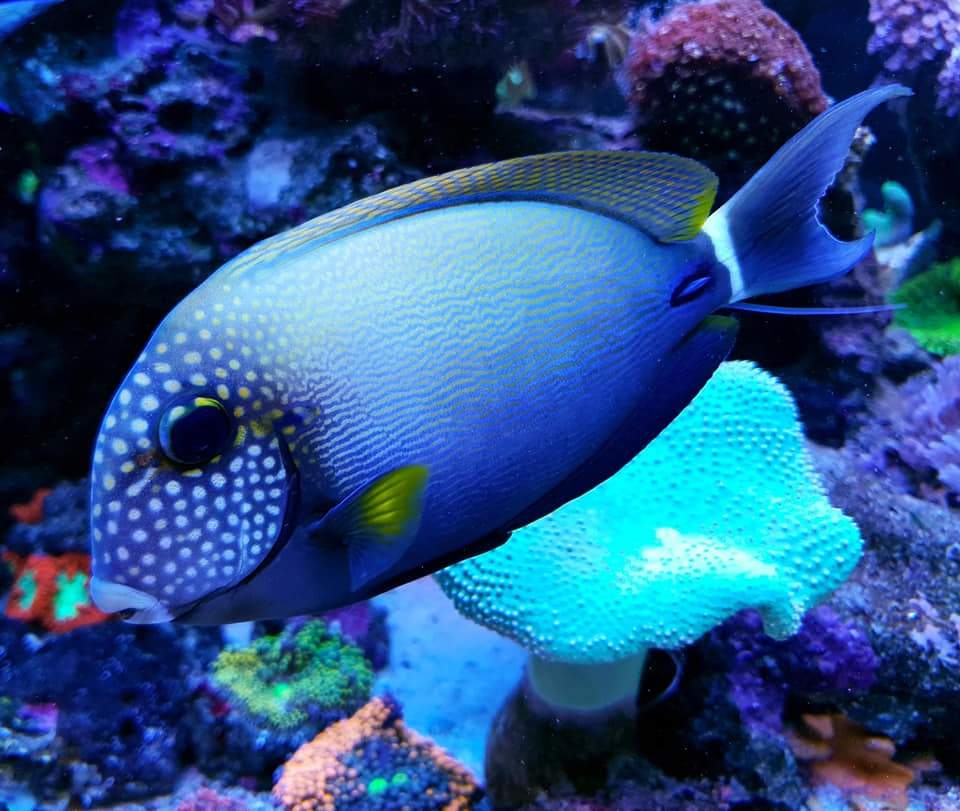 White-Freckled Surgeonfish