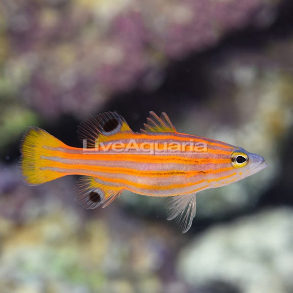 Swissguard Basslet