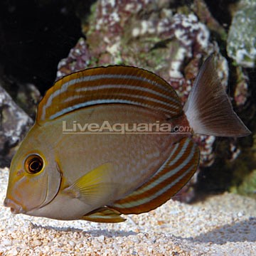 Yellow Tang