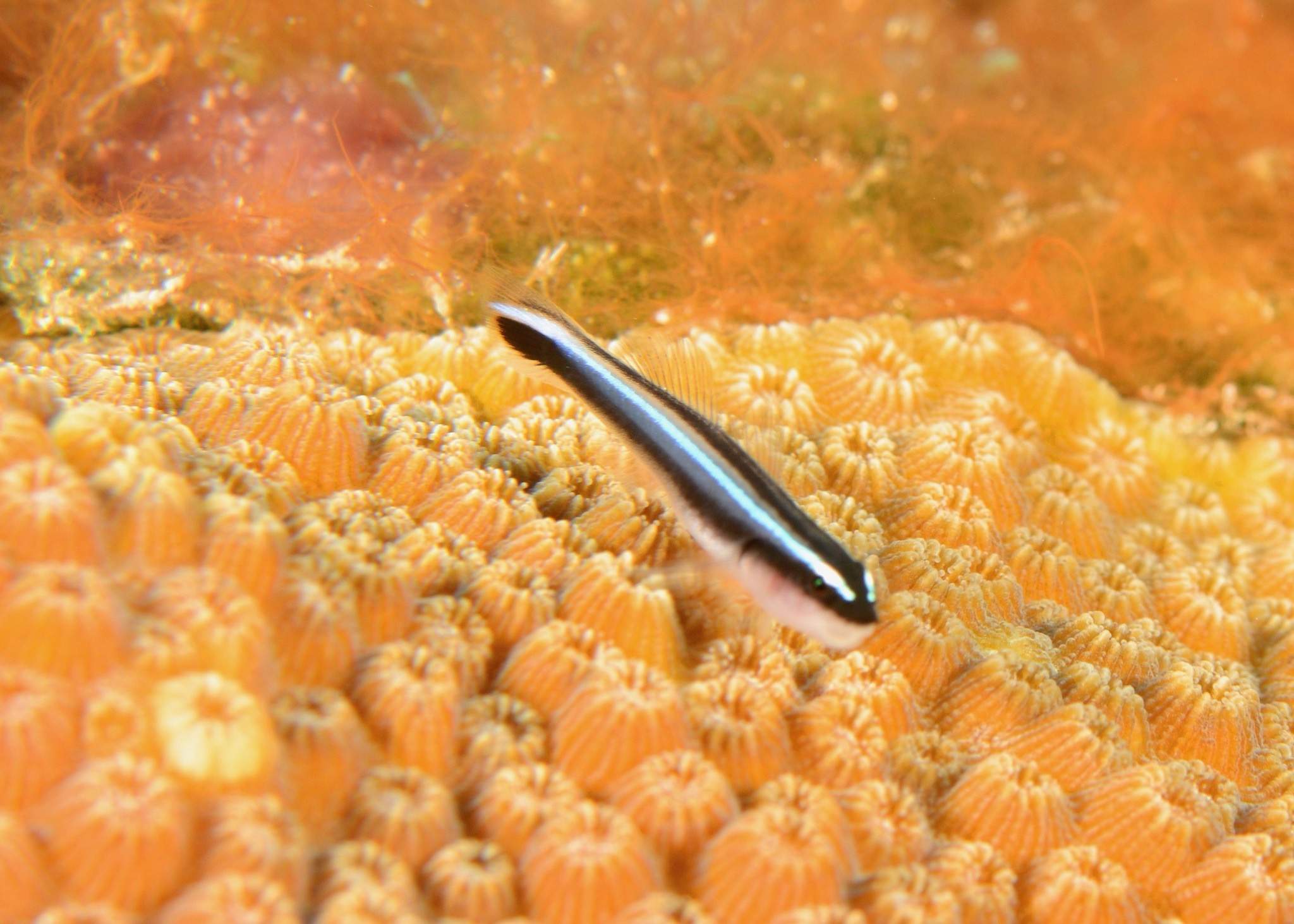 Caribbean Cleaner Goby