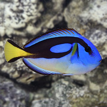 Regal Angelfish