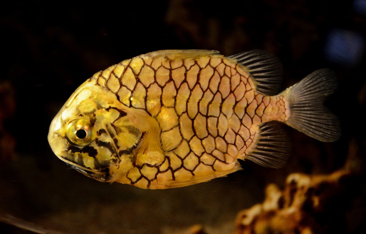 Pinecone Fish
