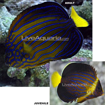 Blue Angelfish
