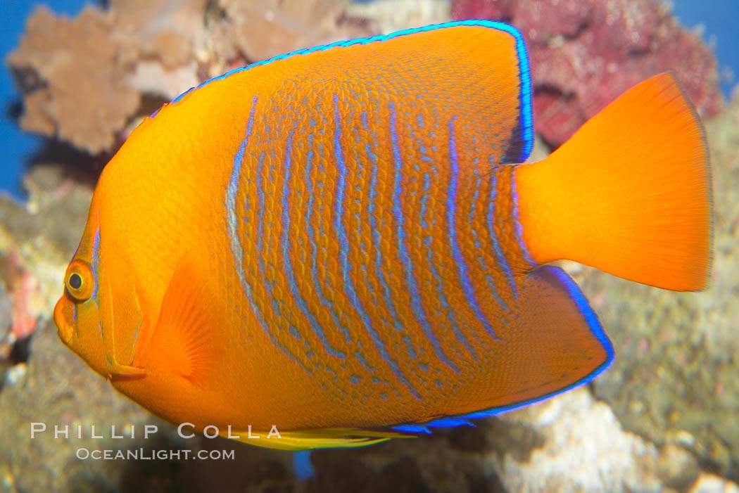 Clarion Angelfish