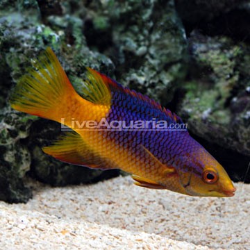 Sunrise Hogfish
