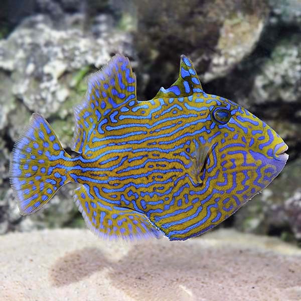 Blue-Lined Triggerfish