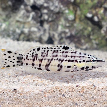 Harlequin Bass
