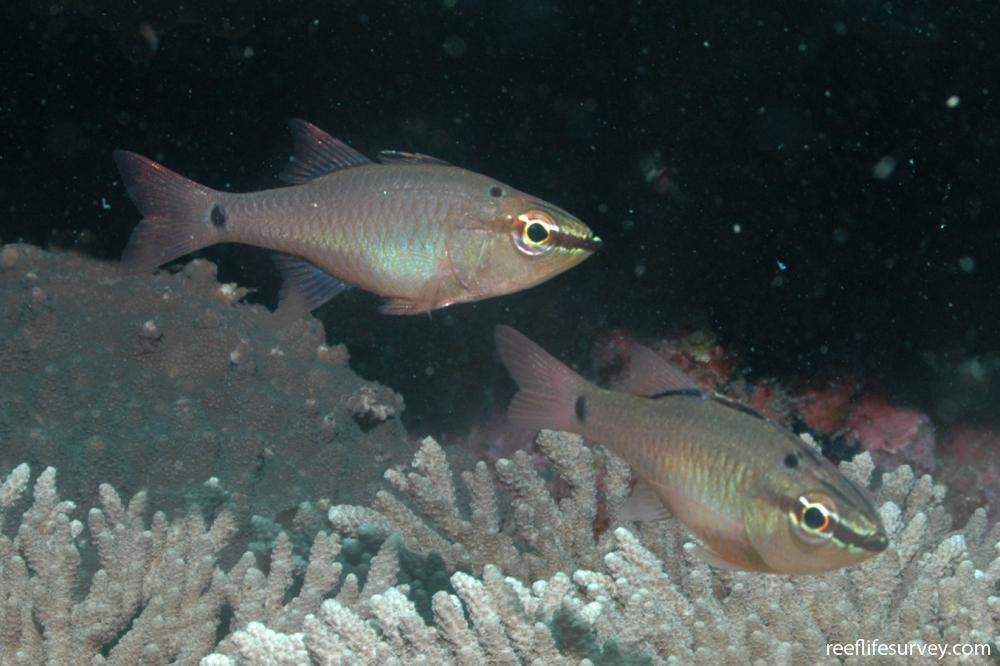 Spotnape Cardinalfish