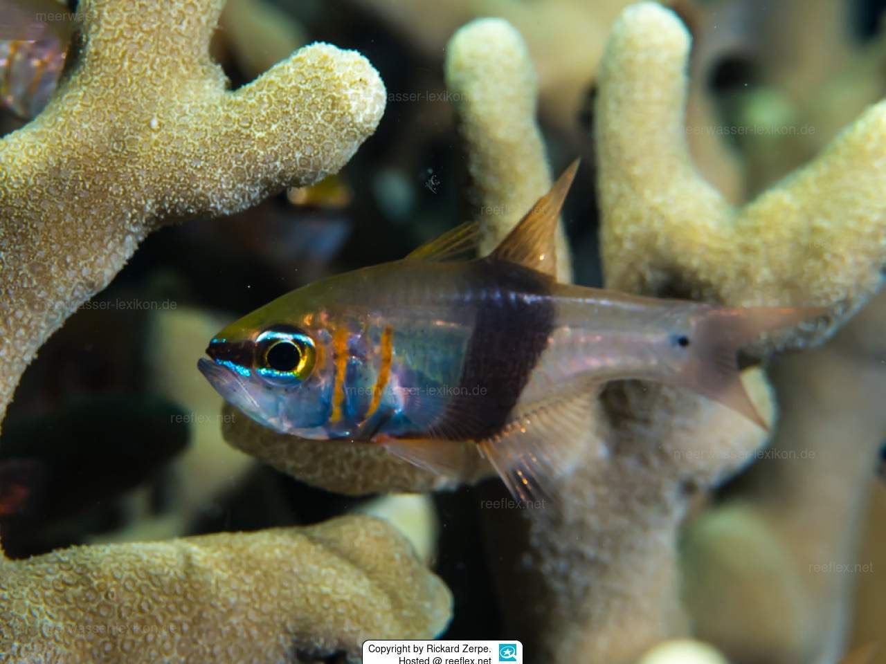 Blackbelted Cardinalfish