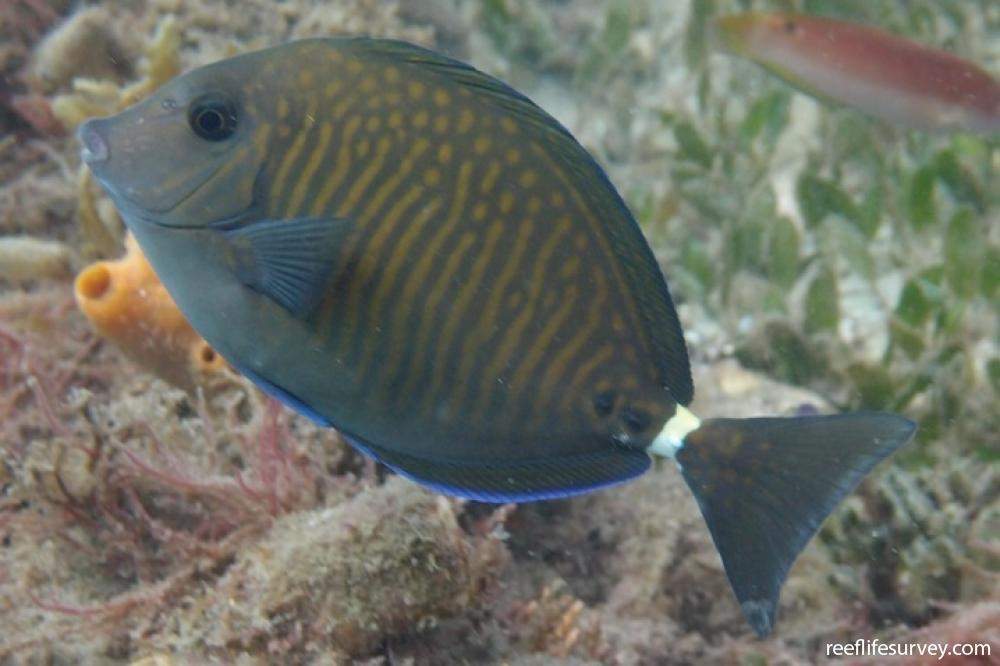 Spotted Sawtail