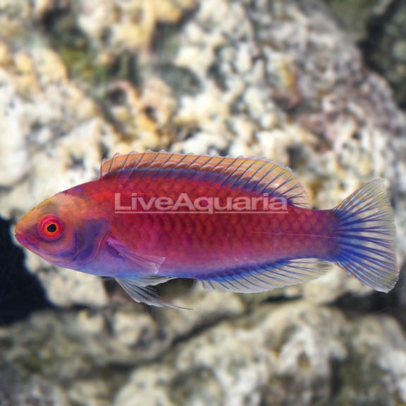 Lined Fairy Wrasse