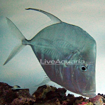 Thread-fin Prawn Goby