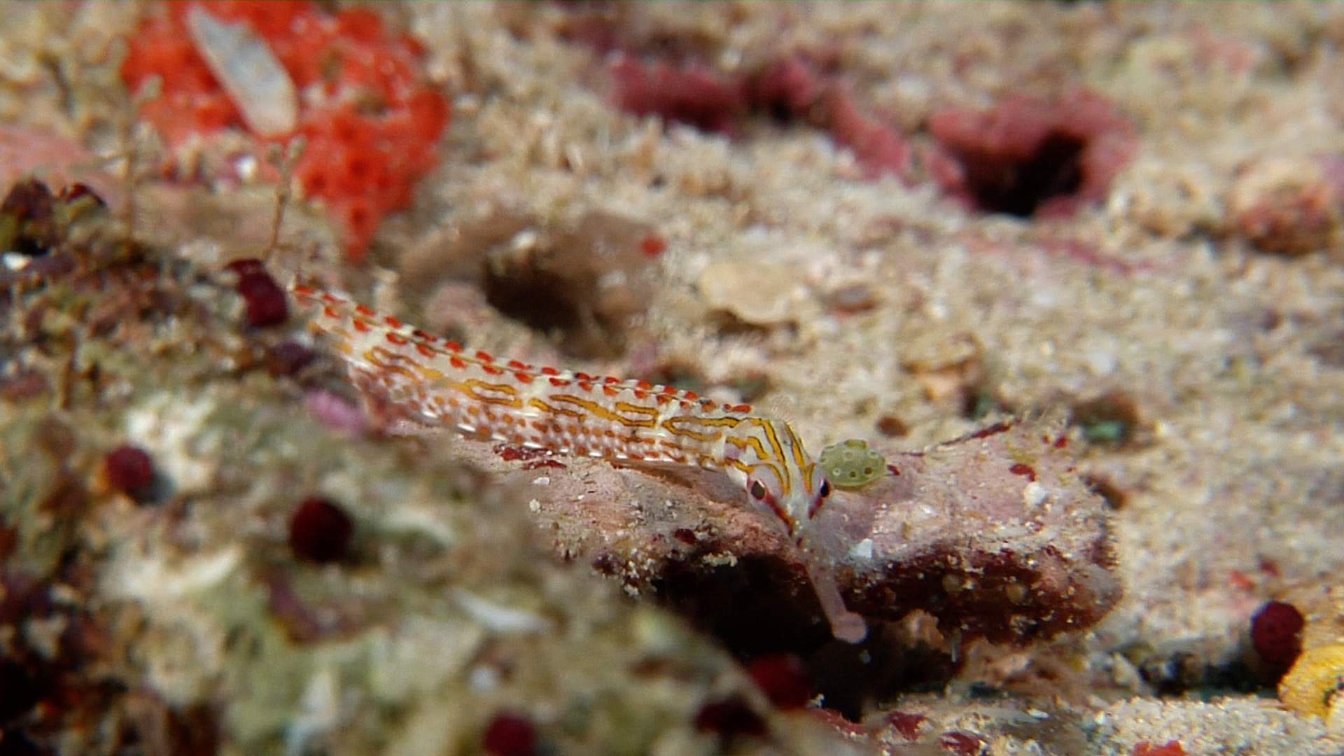 Ocellated Pipefish
