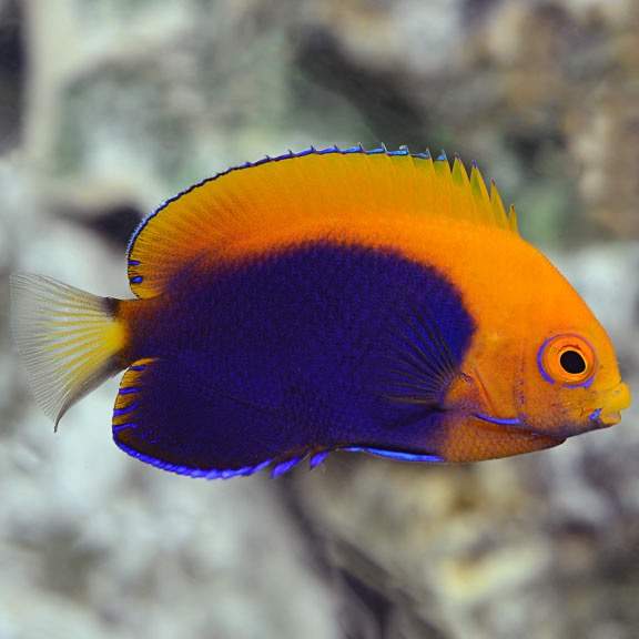 African Pygmy Angelfish
