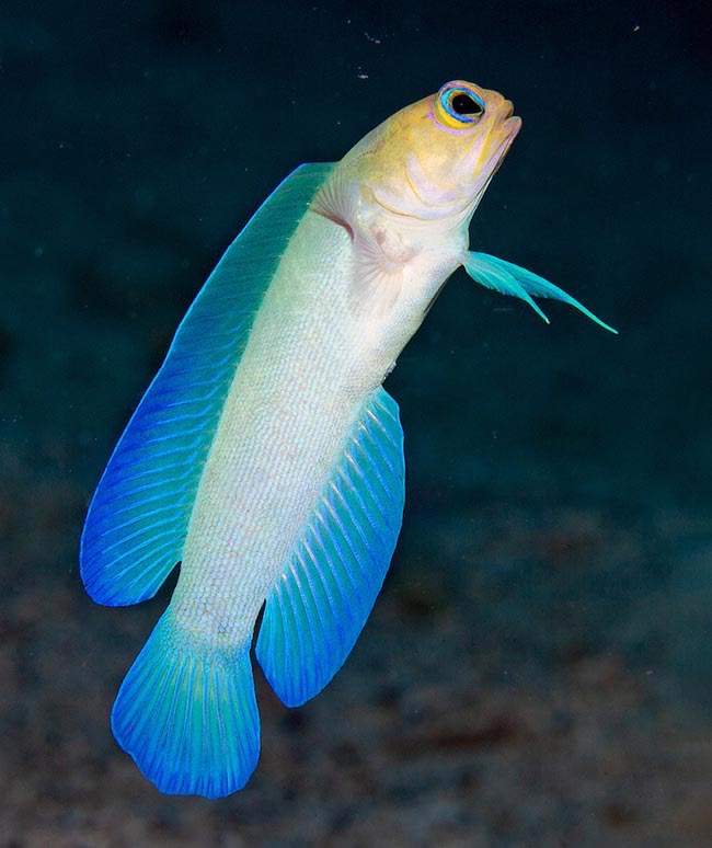 Moustache Jawfish