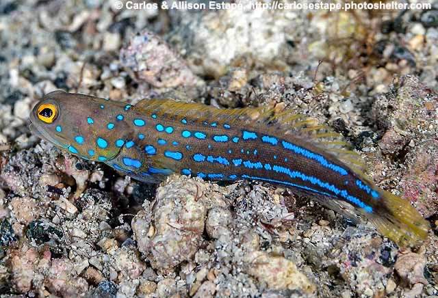 Spotted Jawfish