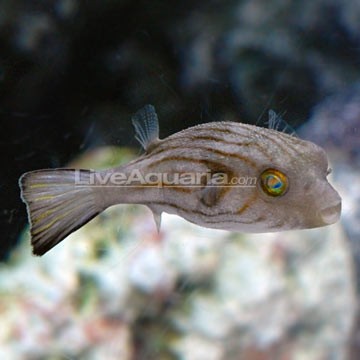 Narrow-lined Puffer