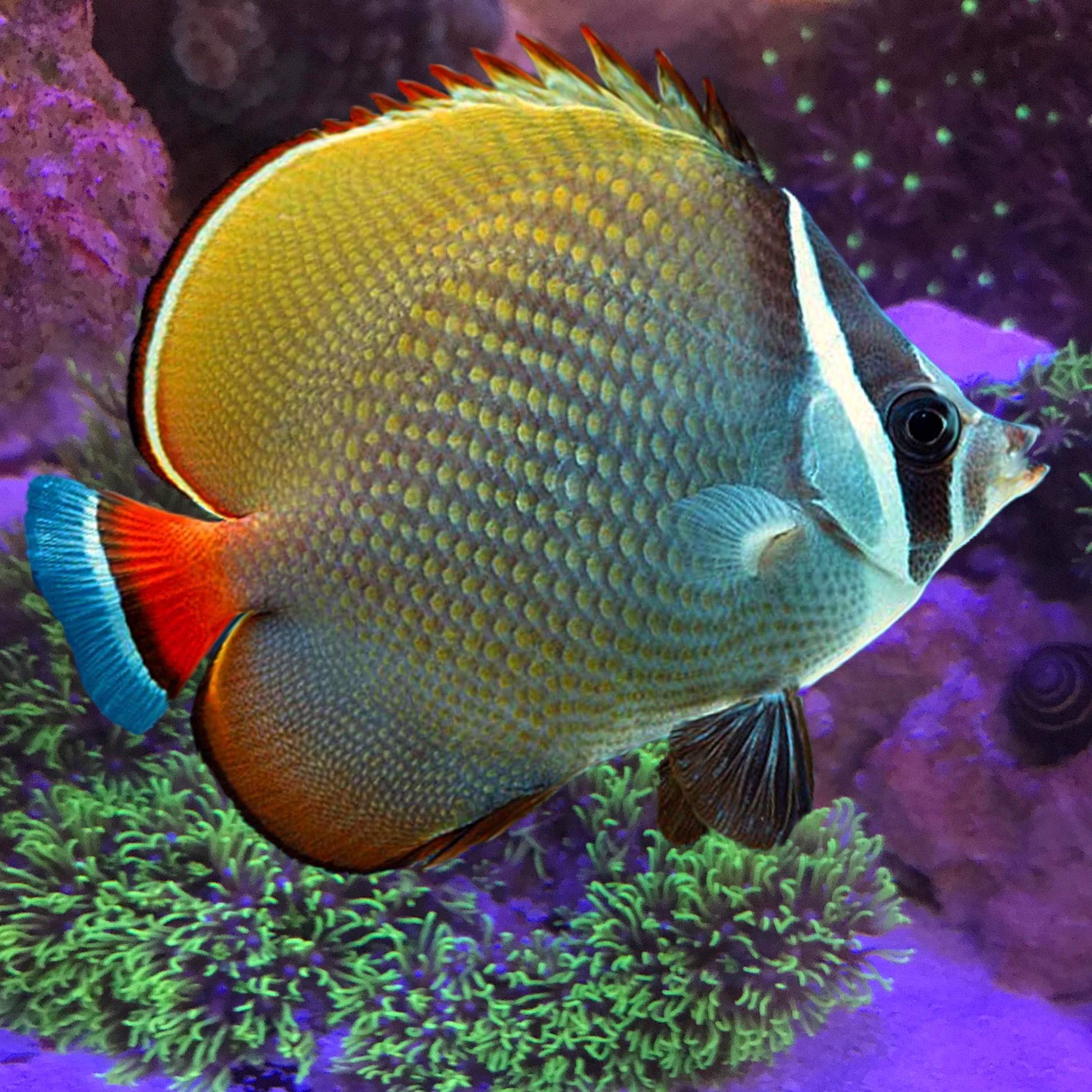 Redtail Butterflyfish