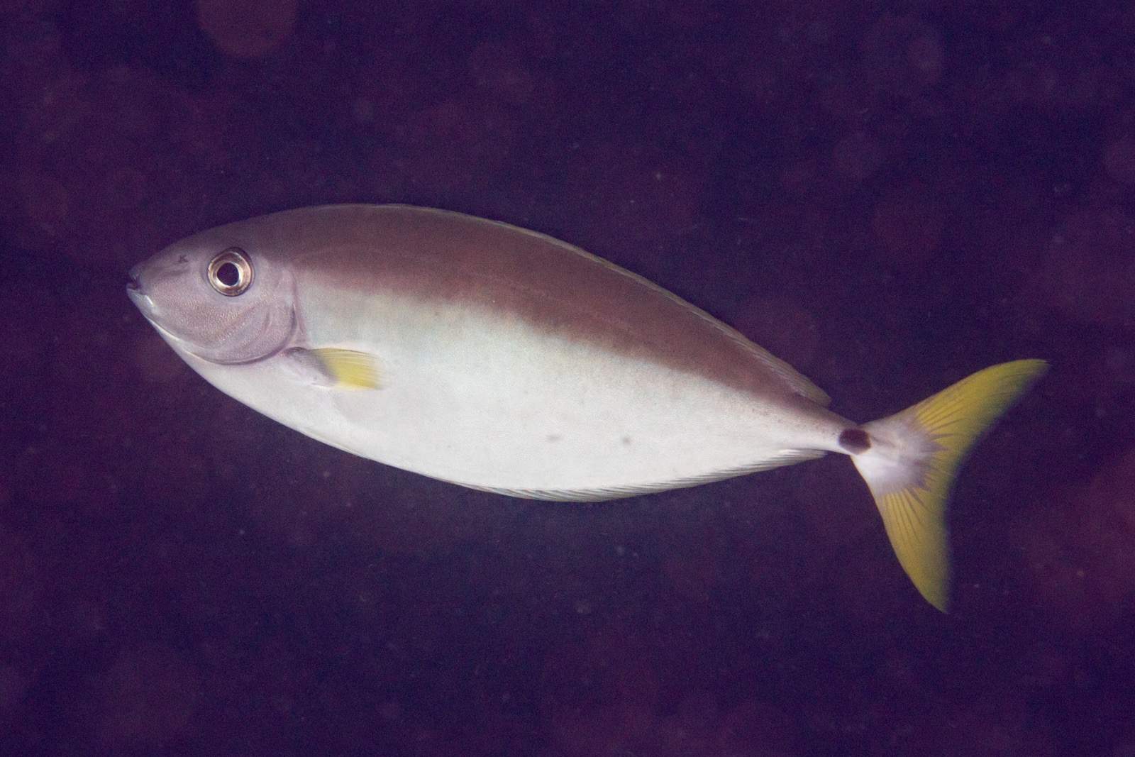 Small Unicornfish