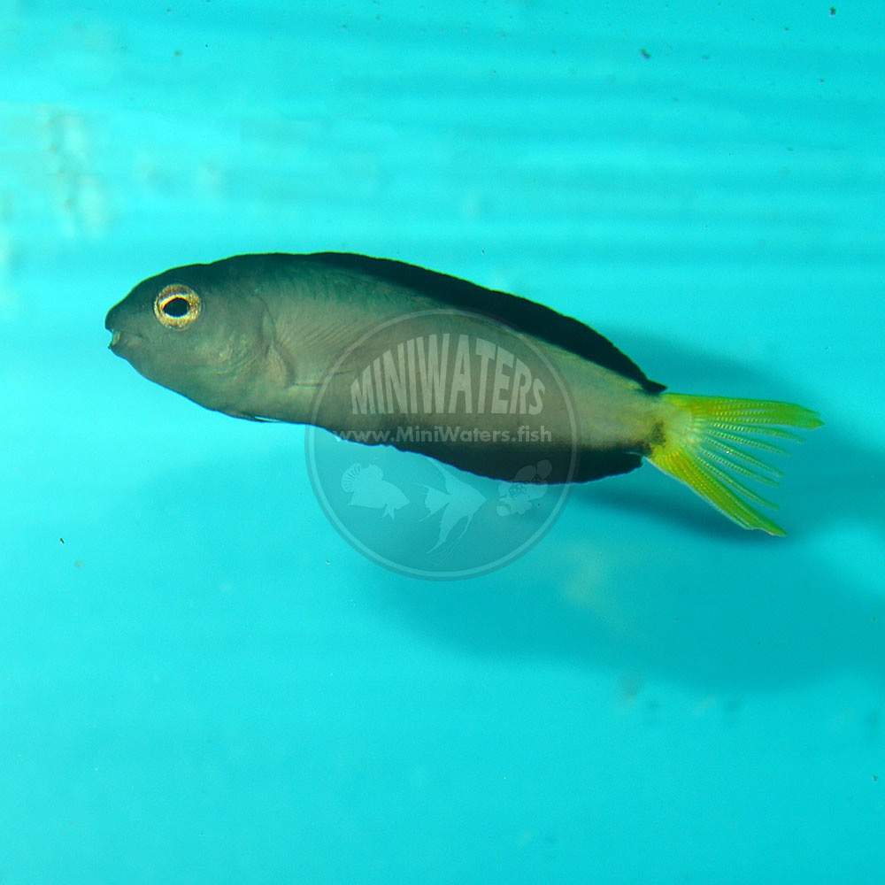 Mozambique Fangblenny