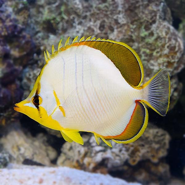 Yellow Butterflyfish