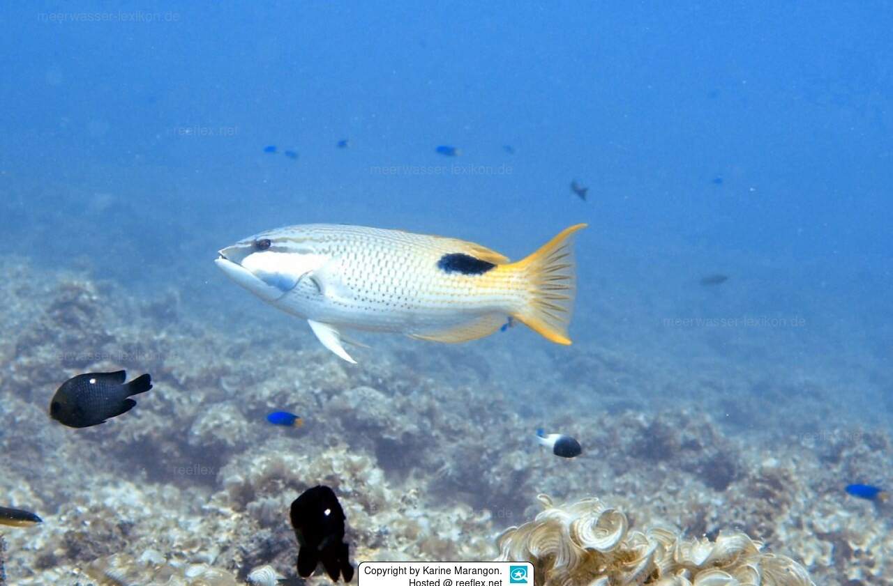 Blackspot Hogfish