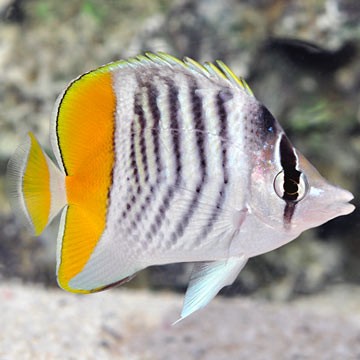Merten's Butterflyfish