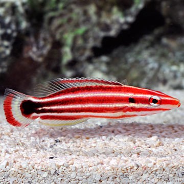 Diana's Hogfish