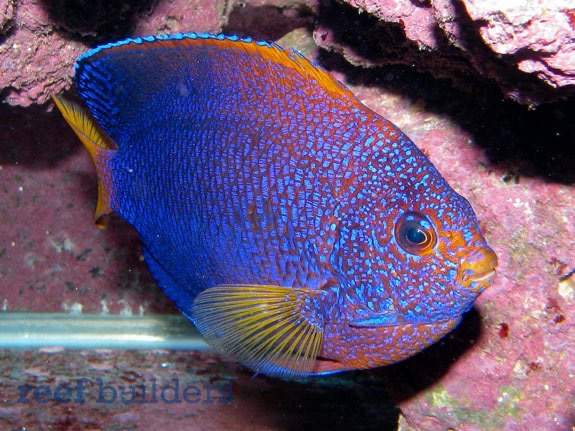 Japanese Pygmy Angelfish