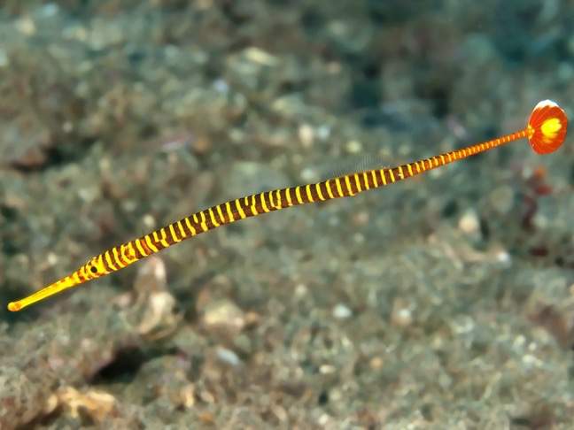 Yellow-Banded Pipefish