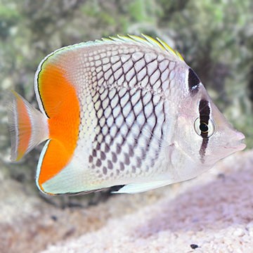 Pearl Butterflyfish