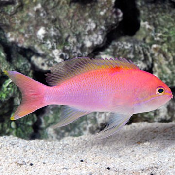 Luna Lionfish