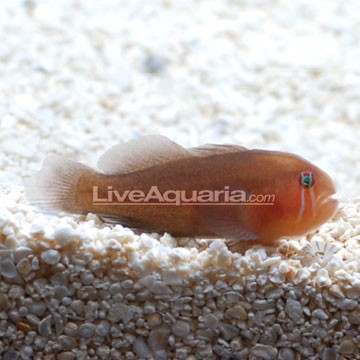 Clown Goby