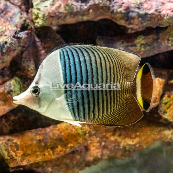 White-Face Butterflyfish