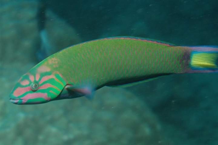 Blue-spotted Wrasse