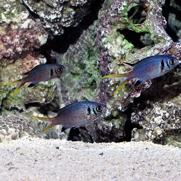 Pale Tail Chromis