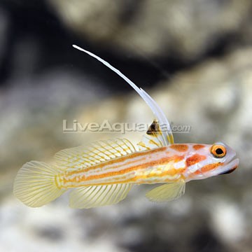 Yasha Goby