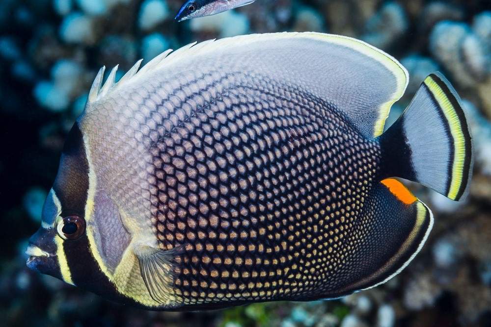 Reticulated Butterflyfish