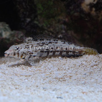Linear Blenny