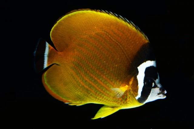 Wiebel's Butterflyfish