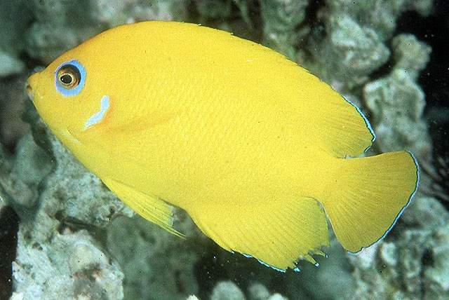 Lemonpeel Angelfish