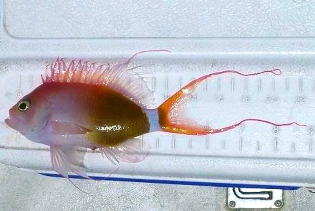 Elizabeth's Anthias