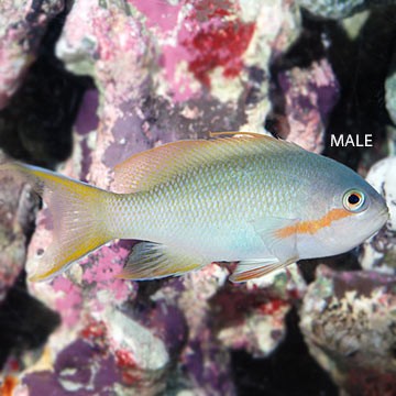 Stocky Anthias