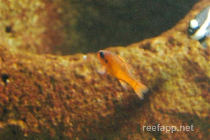 Flamefish