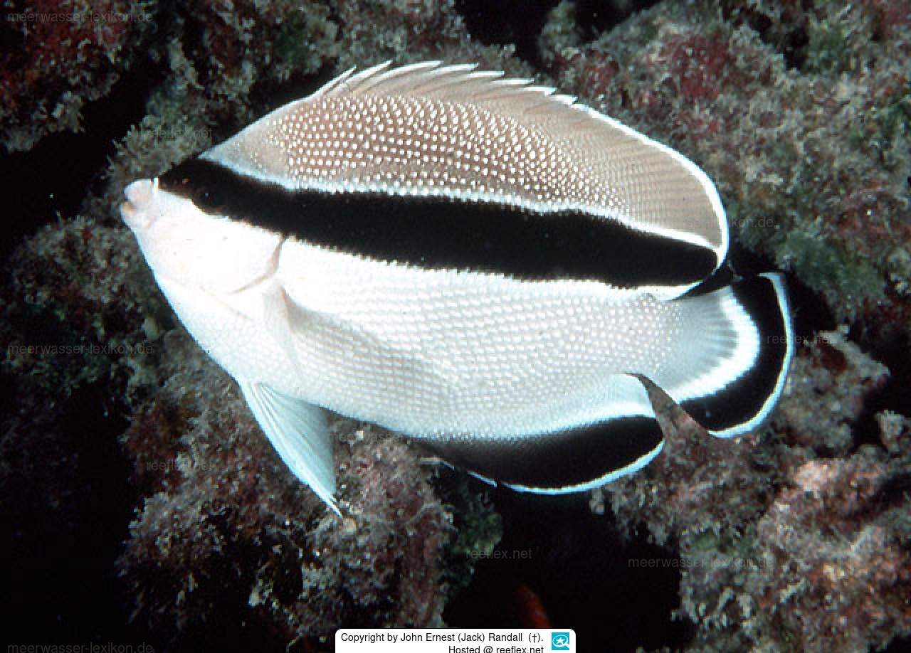 Bandit Angelfish